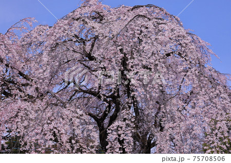 埼玉県川越市　天台宗別格本山中院　しだれ桜 75708506