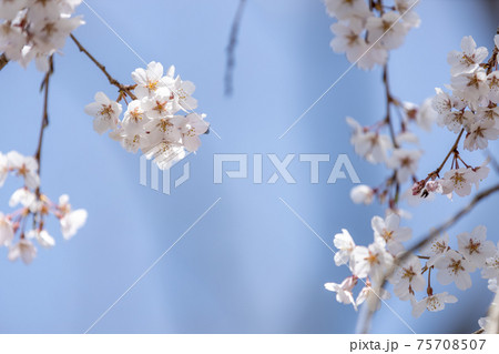 京都市左京区の京都府立植物園の桜風景、満開、四季、季節、イメージ【3月】 75708507