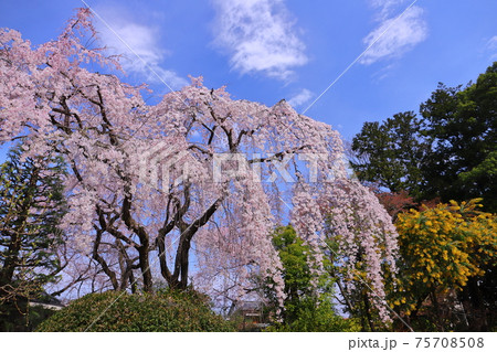 埼玉県川越市　天台宗別格本山中院　しだれ桜 75708508