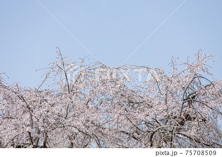 京都市左京区の京都府立植物園の桜風景、満開、四季、季節、イメージ【3月】 75708509