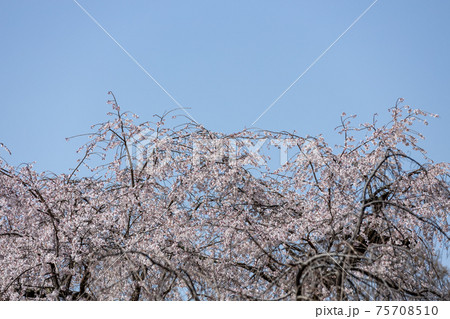 京都市左京区の京都府立植物園の桜風景、満開、四季、季節、イメージ【3月】 75708510