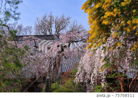 埼玉県川越市　天台宗別格本山中院　ミモザ越しのしだれ桜 75708511
