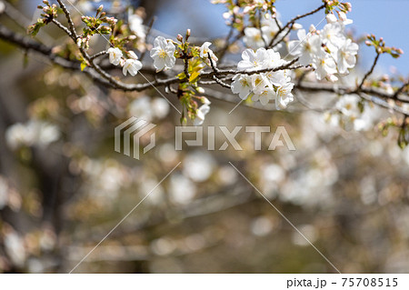 京都市左京区の京都府立植物園の桜風景、満開、四季、季節、イメージ【3月】 75708515