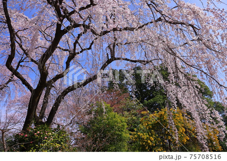 埼玉県川越市　天台宗別格本山中院　しだれ桜 75708516