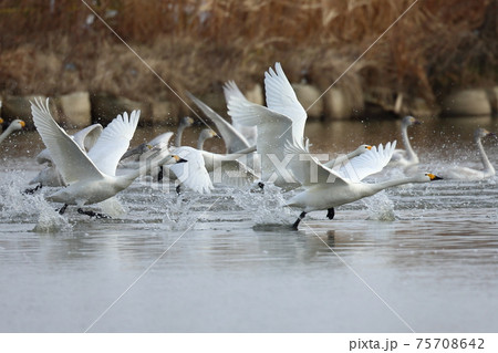 水面を蹴って飛び立つ白鳥 75708642