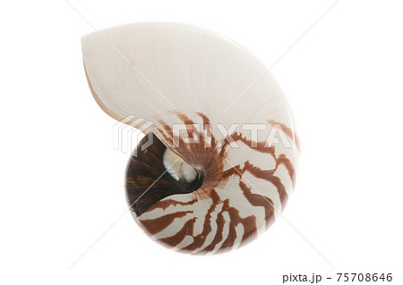 オウム貝　素材 75708646