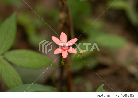 ピンクの濃淡で特徴的な可憐な花を咲かせるヒメヒオウギ 75708685