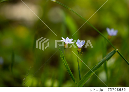 芝生や草原に白や赤紫の可憐な花を咲かせるニワゼキショウの写真素材