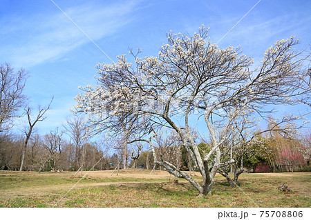 白梅の花 75708806