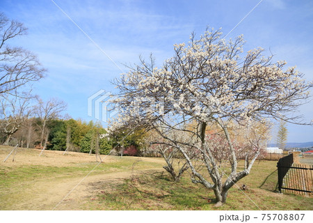 白梅の花 75708807