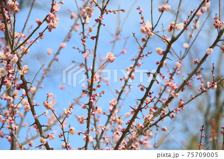 アンズの花 75709005