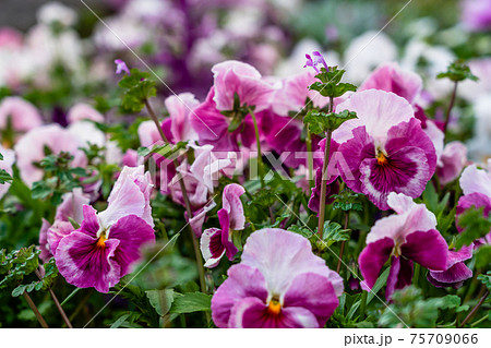 春の花 パンジーと仏の座 春の花 パンジーと仏の座 75709066