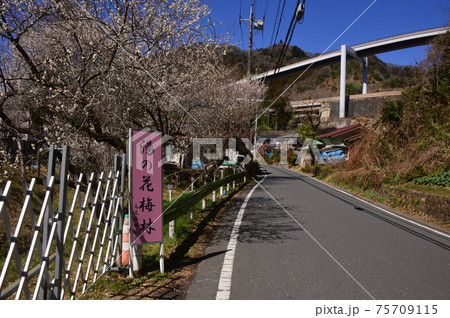 裏高尾春の印象　八王子市　 75709115
