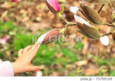 木蓮 モクレン の花のつぼみに触れる子供の手の写真素材