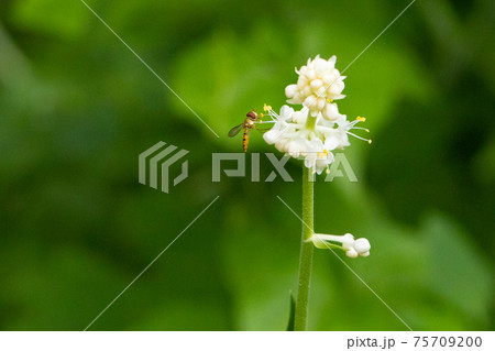 葉の形が茗荷に似ているために名が付けられたヤブミョウガ 葉の形が茗荷に似ているために名が付けられたヤブミョウガ 75709200