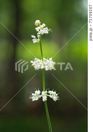 葉の形が茗荷に似ているために名が付けられたヤブミョウガの写真素材