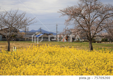 奈良の藤原宮跡の菜の花畑 奈良の藤原宮跡の菜の花畑 75709260
