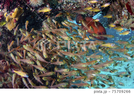 小笠原・キンメモドキの群れとアザハタ 小笠原・キンメモドキの群れとアザハタ 75709266