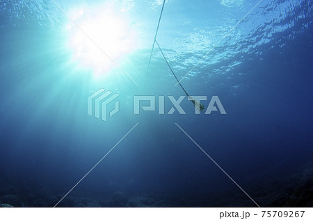 小笠原・水中の風景・ボニンブルー・ワイド 75709267