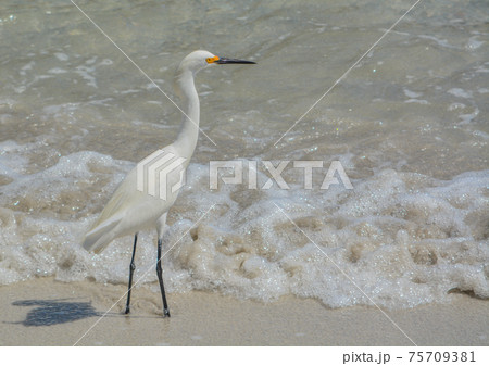 Snowy Egret on the beach of Johns pass at the Gulf of Mexico, Florida Snowy Egret on the beach of Johns pass at the Gulf of Mexico, Florida 75709381