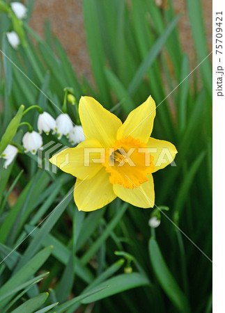 植物:ラッパスイセン ヒガンバナ科 植物:ラッパスイセン ヒガンバナ科 75709421