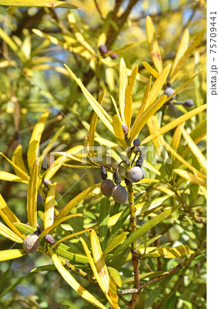 樹木:ラカンマキ マキ科 樹木:ラカンマキ マキ科 75709441