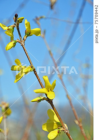 樹木：レンギョウ　モクセイ科 75709442