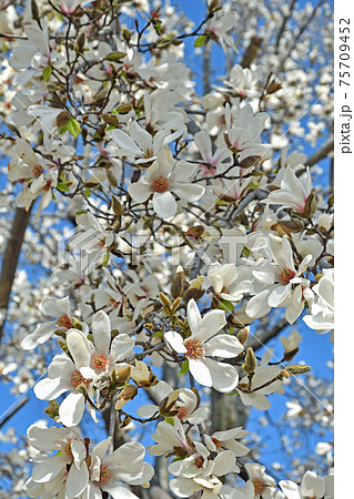 樹木：コブシ　モクレン科 75709452