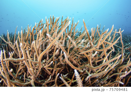 小笠原・父島・製氷海岸のサンゴ・スギノキミドリイシ.10 75709481