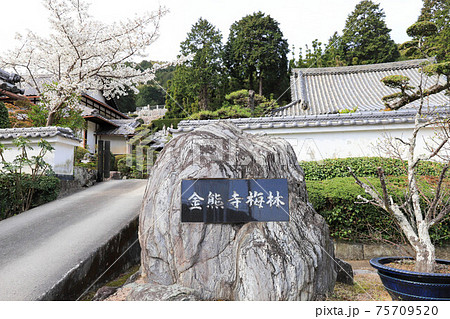 大阪泉南の金熊寺梅林 大阪泉南の金熊寺梅林 75709520