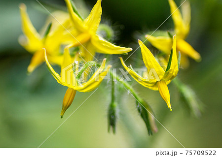 ミニトマトの花 の写真素材