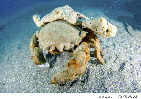 小笠原・父島・オオカイカムリ 75709693