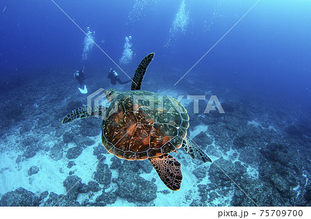 小笠原・父島・ウミガメとダイバー.2 75709700