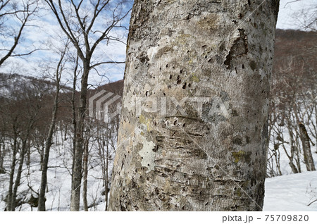 雪解け時期の山に古いクマの爪痕のつくブナの木 75709820