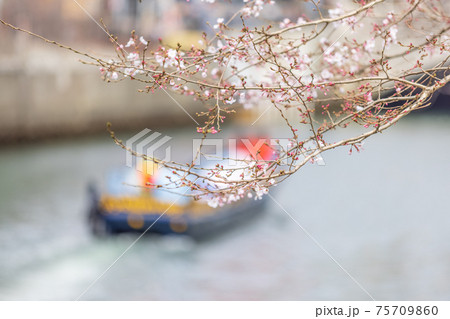 咲き始めた白い桜の下を航行する船、横浜、大岡川 75709860