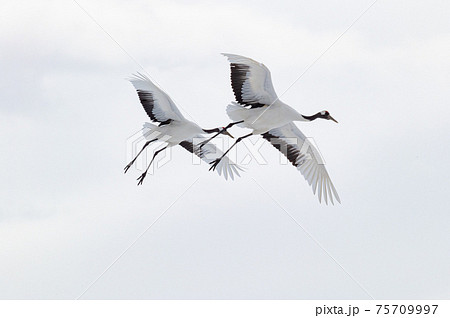 道東の冬景色 丹頂鶴 道東の冬景色 丹頂鶴 75709997