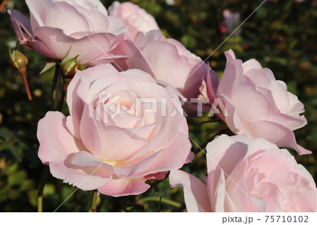 薄ピンク色の優雅なバラのクローズアップ 品種名 花ぼんぼり の写真素材