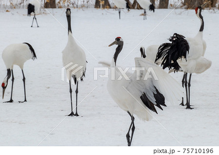 道東の冬景色　丹頂鶴 75710196
