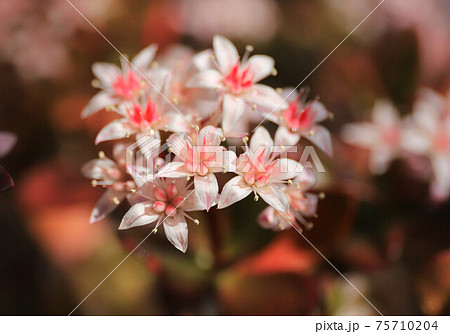 金のなる木の花 金のなる木の花 75710204