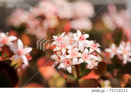 金のなる木の花 75710211