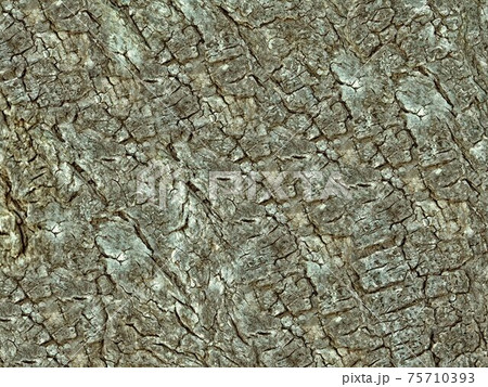 wood texture wood texture 75710393