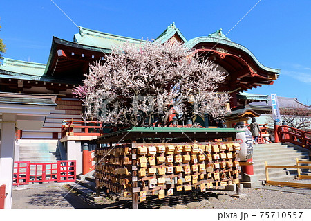 東京江東区亀戸天神のうめ 絵馬掛け 梅まつりの写真素材