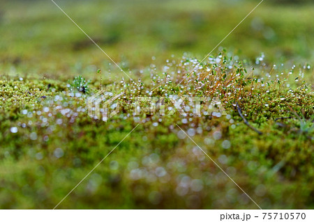 朝露の水滴・苔の胞子 75710570