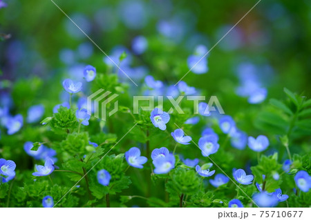 早春の野花（日陰でしっとり）15 75710677