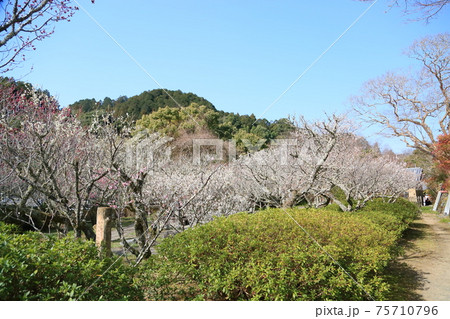 白梅の花 白梅の花 75710796