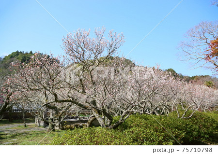 白梅の花 75710798