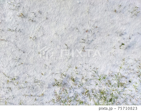 うっすらと降った雪の中からまだ緑の草が見えています。 75710823