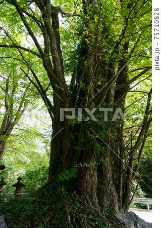 1737　天満天神宮の千本カツラ 75710828