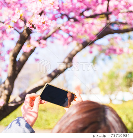 花見 スマホ 撮影 【ウィズコロナのニューノーマル】 花見 スマホ 撮影 【ウィズコロナのニューノーマル】 75710984