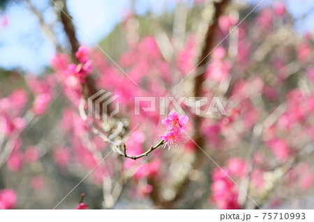 ピンクの梅の花 ピンクの梅の花 75710993